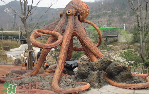章魚是烏賊嗎？章魚與烏賊的區別
