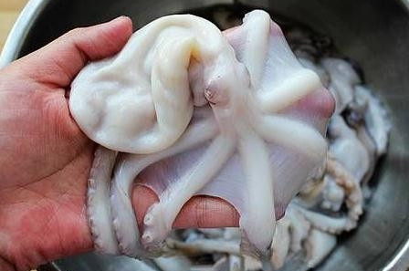 章魚是魚嗎？章魚有什么營養價值？