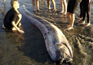 皇帶魚吃什么？皇帶魚吃人嗎？
