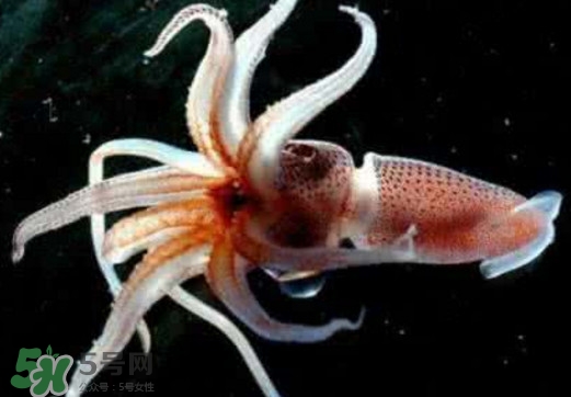 章魚是烏賊嗎？章魚與烏賊的區別