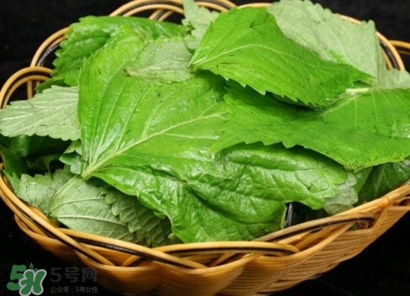 新鮮紫蘇葉怎么吃？紫蘇葉的吃法