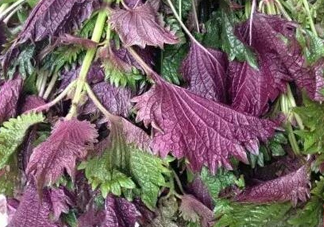紫蘇是什么植物？紫蘇是發物嗎？