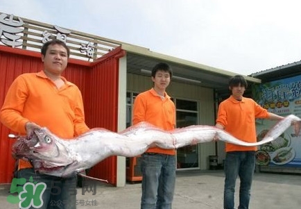 皇帶魚好吃嗎？皇帶魚和帶魚的區(qū)別