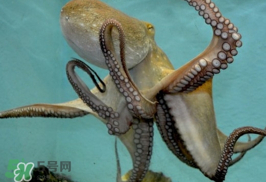 章魚是烏賊嗎？章魚與烏賊的區別