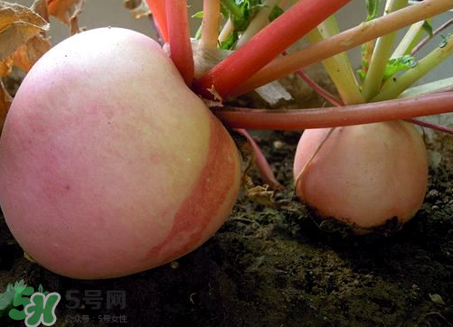 頭伏蘿卜二伏菜是什么意思？頭伏種什么菜？