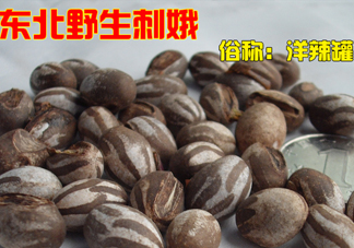 洋辣子多少錢一斤？洋辣子罐是什么