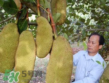 木菠蘿怎樣才算熟？木菠蘿怎么切？