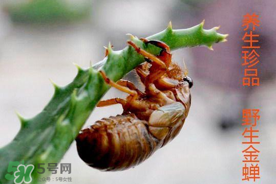 知了吃什么？知了吃什么食物？