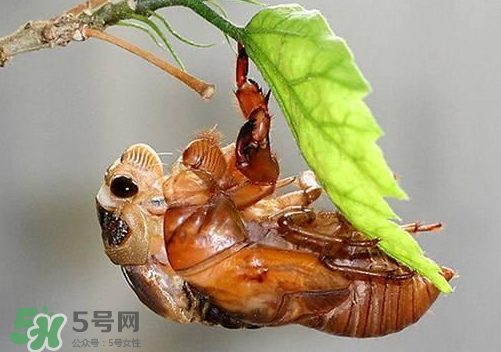 知了猴可以人工養(yǎng)殖嗎？知了猴怎么養(yǎng)殖？