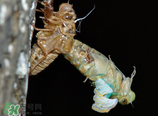 金蟬什么時候出來？金蟬什么時候出土？