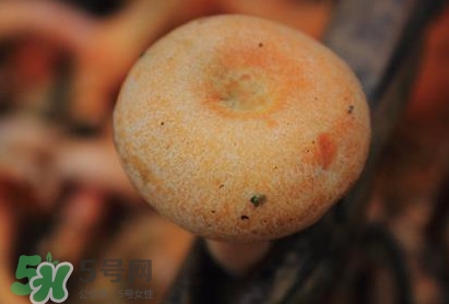 重陽菌可以種植嗎？重陽菌為什么不能人工種植？