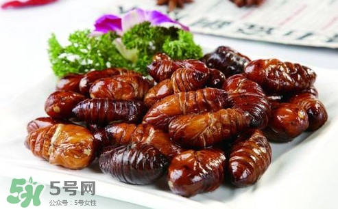 蟬蛹可以人工養殖嗎？蟬蛹的養殖方法