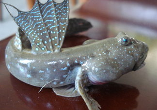 彈涂魚是兩棲動物嗎？彈涂魚營養價值有哪些