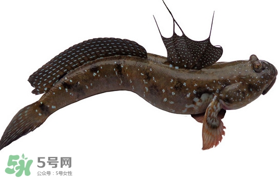 跳跳魚多少錢一斤？跳跳魚是淡水魚嗎？