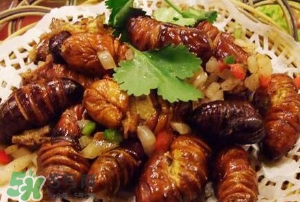 蟬蛹多少錢一斤？野生蟬蛹多少錢一斤