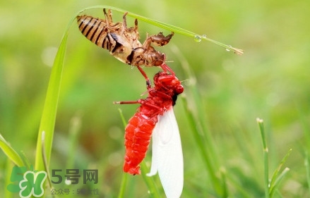 蟬蛹能吃嗎？蟬蛹怎么做好吃