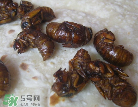 蟬蛹可以人工養殖嗎？蟬蛹的養殖方法