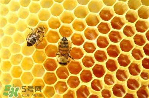 三伏貼能治過敏性鼻炎嗎？三伏貼治過敏性鼻炎貼哪里？