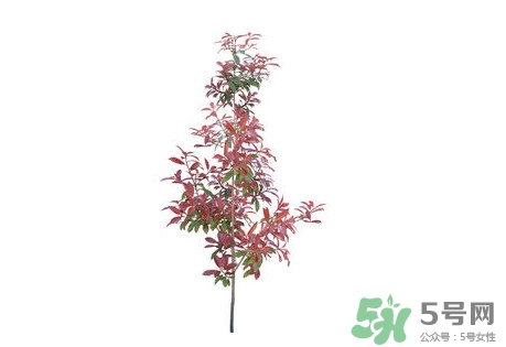 紫葉李什么時候開花？紫葉李什么時候成熟