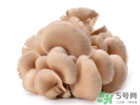 平菇怎么吃最有營(yíng)養(yǎng)？平菇長(zhǎng)白毛還能吃嗎