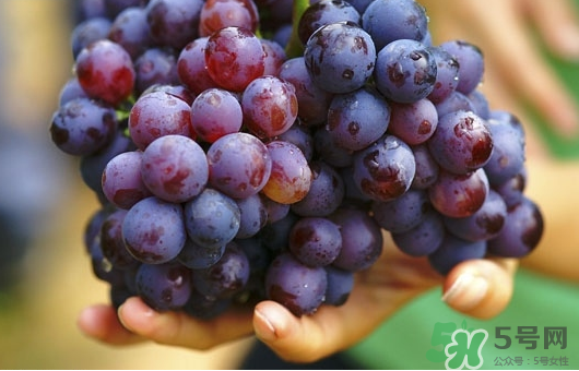 夏黑葡萄可以釀酒嗎？夏黑葡萄怎么自釀酒？