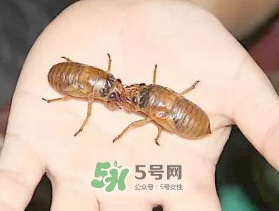 爬叉什么時候出來？爬叉怎么保存