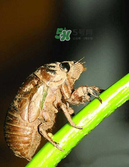 金蟬有寄生蟲嗎？金蟬有毒嗎？