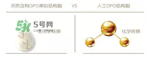 奶粉里面的OPO是什么？opo是天然的還是后期添加的？