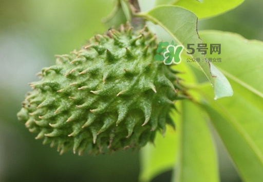 刺果番荔枝怎么吃？釋迦和刺果番荔枝區別
