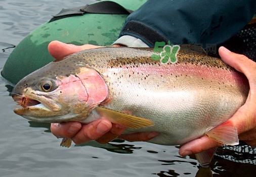 鱒魚可以生吃嗎？鱒魚是海魚還是淡水魚