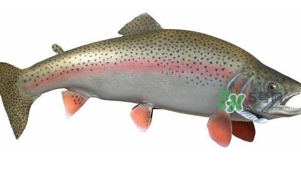 鱒魚是三文魚嗎？鱒魚是什么魚