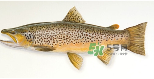 鱒魚可以生吃嗎？鱒魚是海魚還是淡水魚