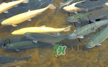 金鱒魚和三文魚的區別 金鱒魚和虹鱒魚的區別