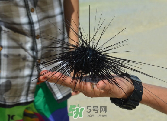 海膽是發(fā)物嗎？海膽是寒性的嗎