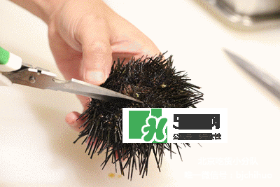 海膽怎么處理？海膽可以生吃嗎？