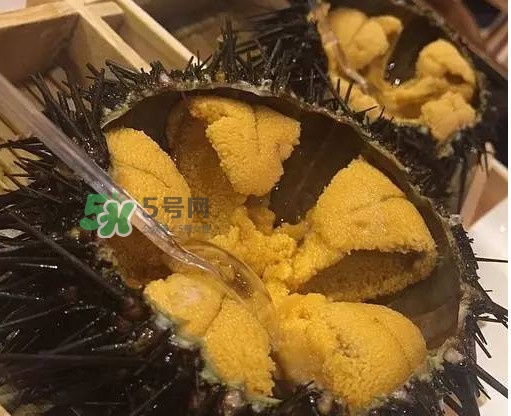 海膽貴嗎？海膽多少錢一斤？
