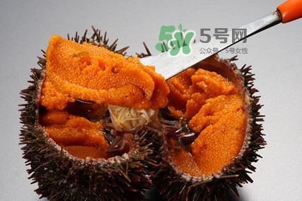 海膽怎么處理？海膽可以生吃嗎？