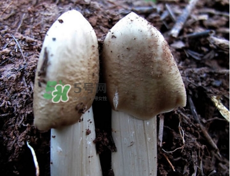 雞樅菌怎么保存？雞樅菌可以放冰箱嗎？