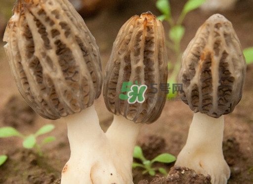 生了蟲的羊肚菌能吃嗎？羊肚菌長蟲子怎么辦？