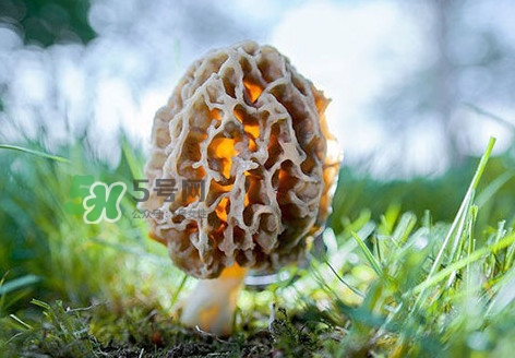 羊肚菌怎么清洗？羊肚菌怎么保存