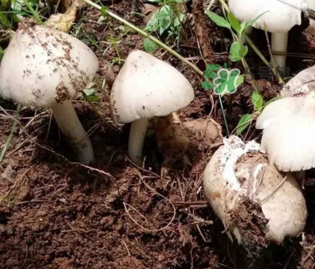 雞樅菌怎么保存？雞樅菌可以放冰箱嗎？