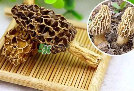 羊肚菌怎么清洗？羊肚菌怎么保存
