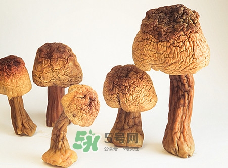 松茸是發物嗎？松茸是熱性還是涼性？