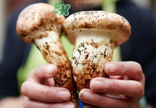 松茸什么時候吃最好？松茸什么季節有
