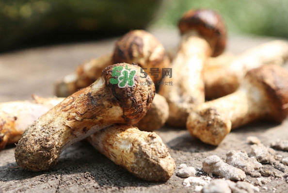 新鮮松茸怎么吃？松茸怎么吃最有營養