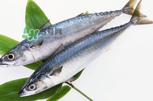 一般鳡魚能長到多大？鳡魚與假鳡魚怎么區分