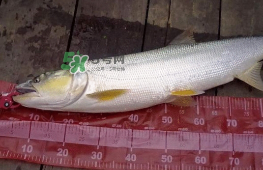 一般鳡魚能長到多大？鳡魚與假鳡魚怎么區分