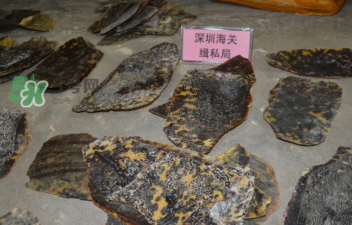 玳瑁標(biāo)本有收藏價值嗎？玳瑁的功效與作用