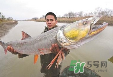 一般鳡魚能長到多大？鳡魚與假鳡魚怎么區分