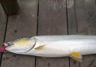 釣鳡魚用什么路亞竿好？路亞鳡魚用什么餌好